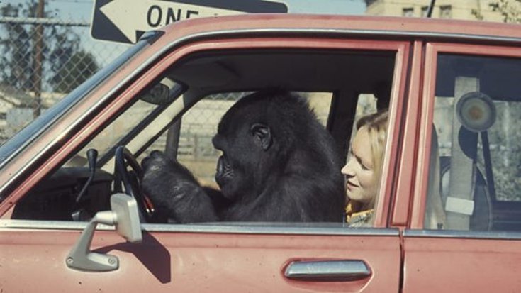 gorilla vezeti az autót egy szőke nő társaságában