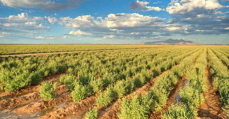 guayule ültetvény