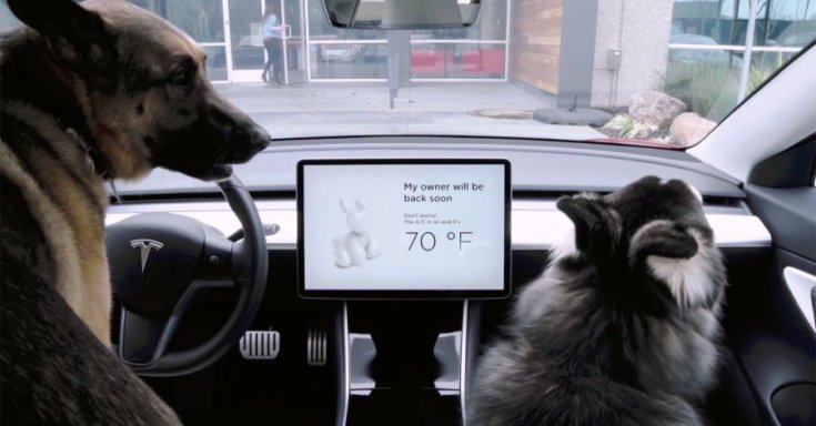 Tesla dog-mode