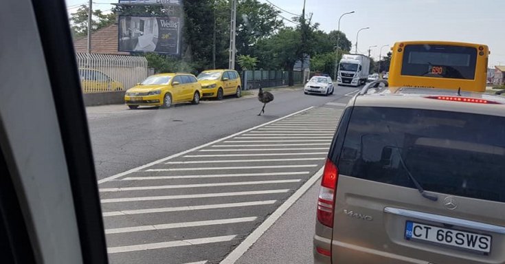 Elszabadult emu szaladgál az úttesten Csepelen