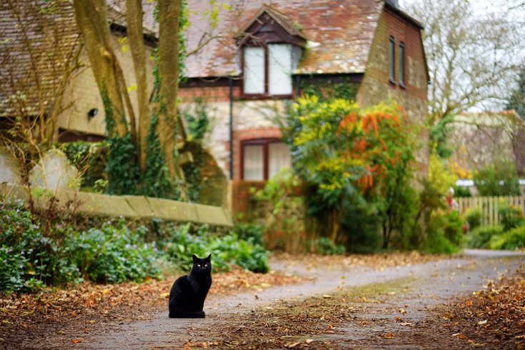Fekete macska úton