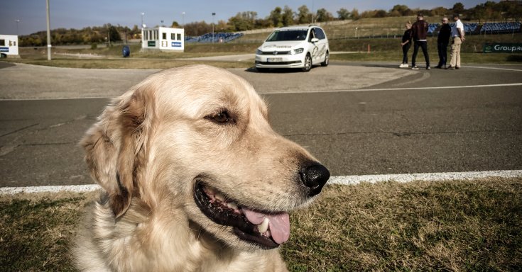 Golden Retriever a Groupama vezetéstechnikai pályán