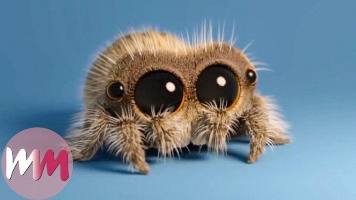Lucas the Spider, Watch Mojo animált cuki pók figurája, barna pók, kék háttér