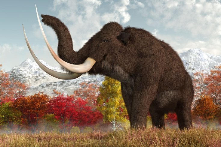 mamut