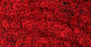 Rózsákkal borított Ferrarival lepte meg kedvesét egy férfi Valentin-napon