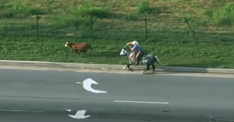 Egy elszabadult tehén tévedt az autópályára Oklahomában