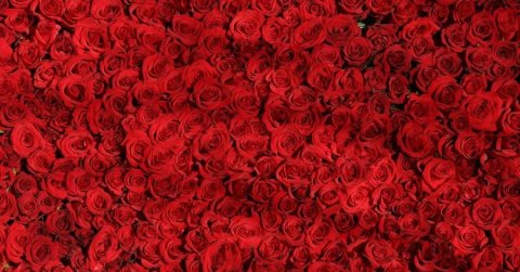 Rózsákkal borított Ferrarival lepte meg kedvesét egy férfi Valentin-napon