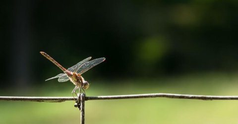 A rendszámtáblák segítségével mérték le a tudósok: vészesen csökken a bogarak száma