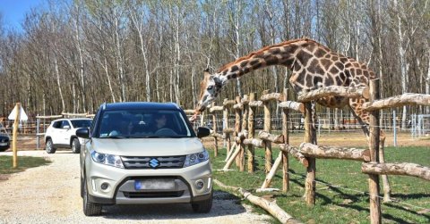 Ismét megnyitja kapuit az autós szafari park